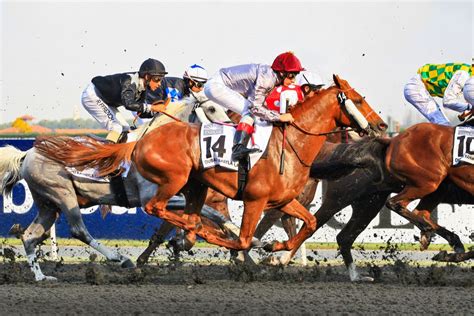 meydan horse racing results|Latest Horse Racing Tips for Meydan .